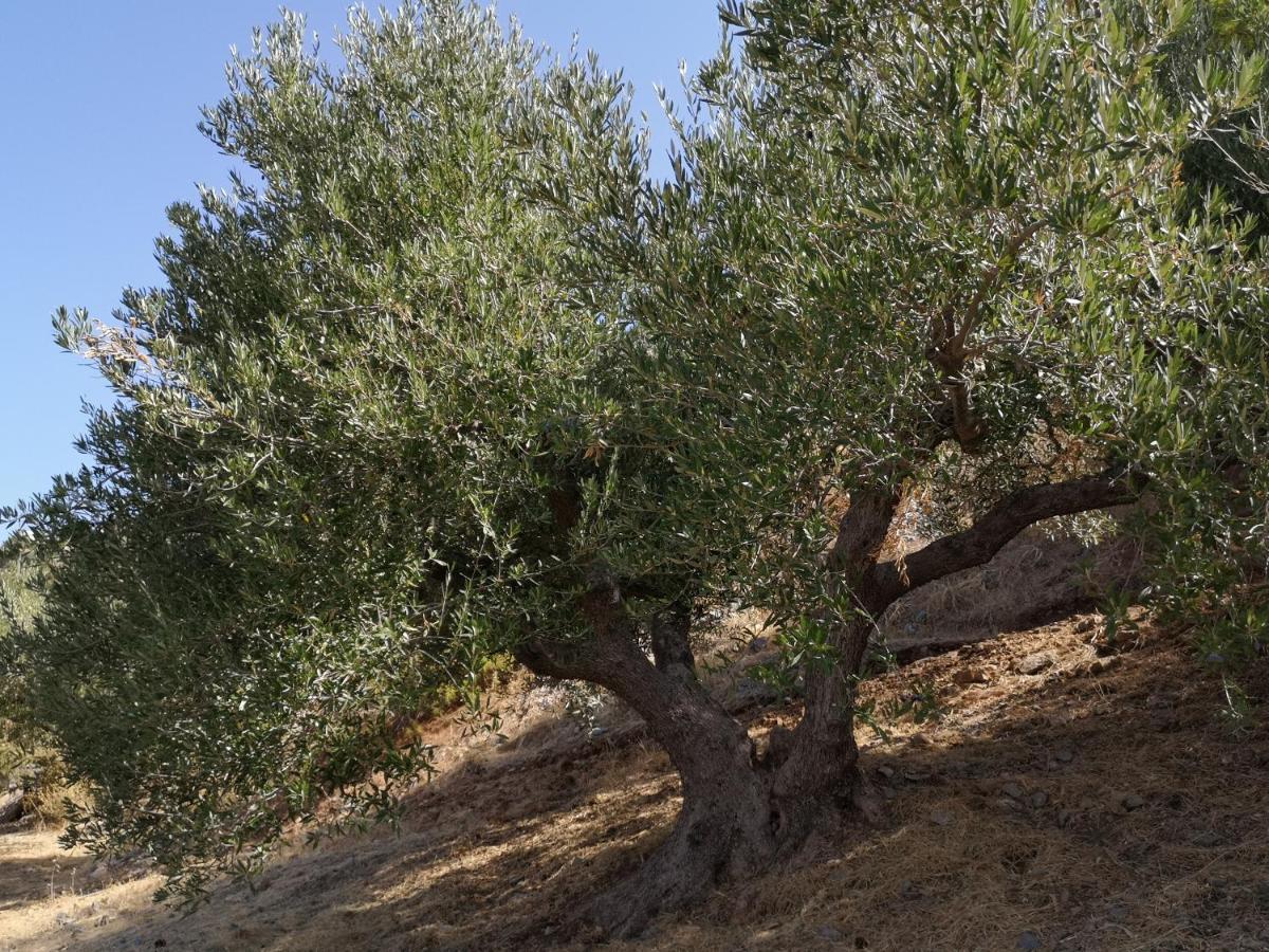 Villa Lir Tholos  Εξωτερικό φωτογραφία